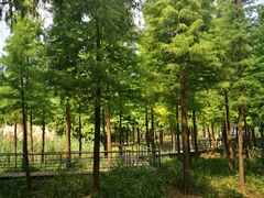 -尚贤河湿地