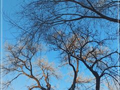 -北京大学燕东园