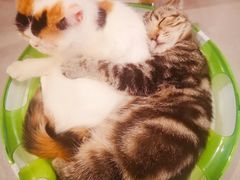 -三花喵·撸猫购宠·宠物生活馆(虹桥南丰城店)
