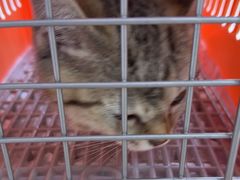 -瑞派福兴宠物医院犬猫全科·骨科·中西医结合(河东店)