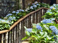 -正佳雨林生态植物园