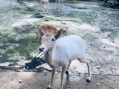 -深圳野生动物园