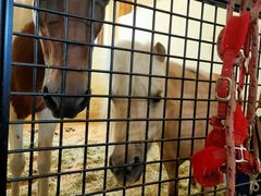 -北京群众马术培训基地