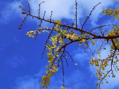 -上海佘山国家森林公园天马山园