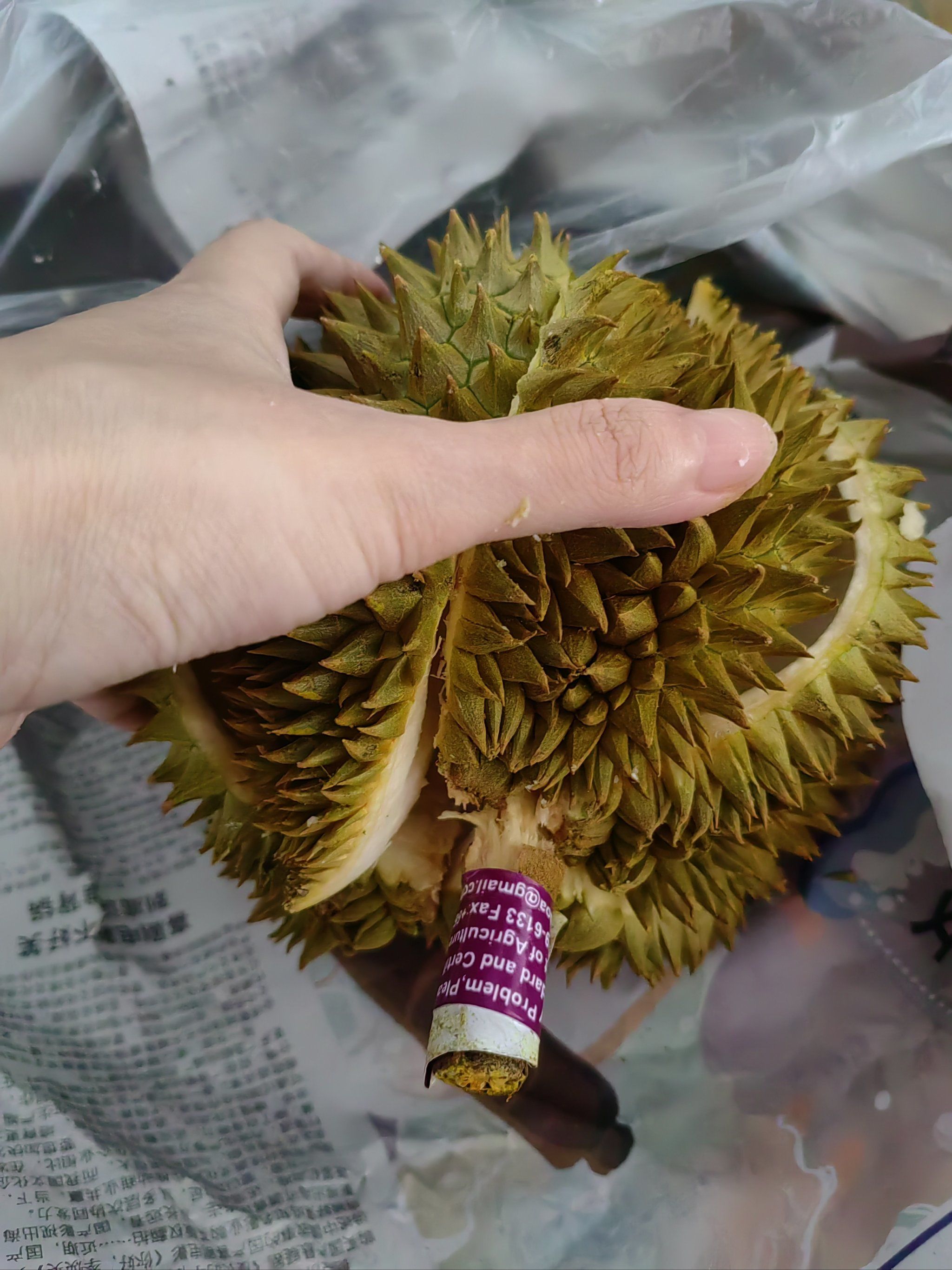 巴掌报恩榴莲