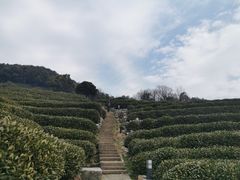 -龙井村