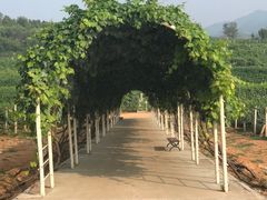 -北京张裕爱斐堡酒庄