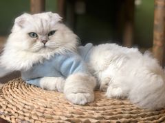 -猫猫幼稚园·撸猫·桌游·电玩