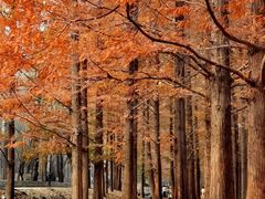 -白水寺森林公园
