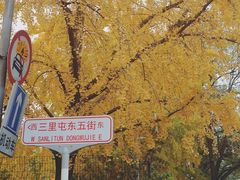-三里屯东五街银杏大道