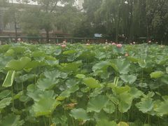 -四川大学(望江校区)