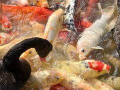 -艾溪湖湿地公园