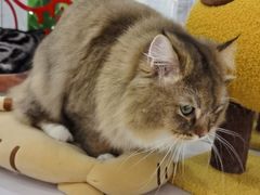 -COLOR PETS 撸猫馆·购猫·猫咖(长风大悦城店)