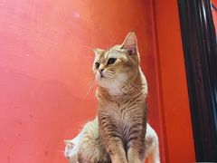-猫色咖啡·猫咖