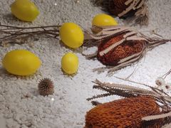 -Wood Garden(合生汇店)
