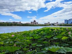 -莲花池公园