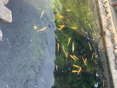 -京北渔家傲
