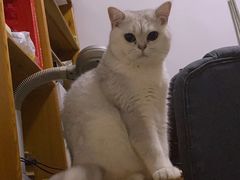 -糯米喵星人总部直营旗舰店·猫舍·幼猫出售