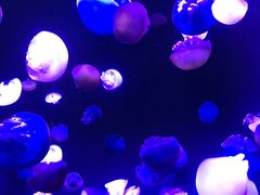 -成都浩海立方海洋公园