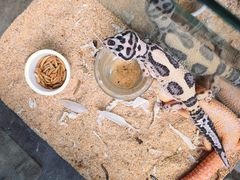 -青石桥花鸟鱼虫市场(叠翠城店)