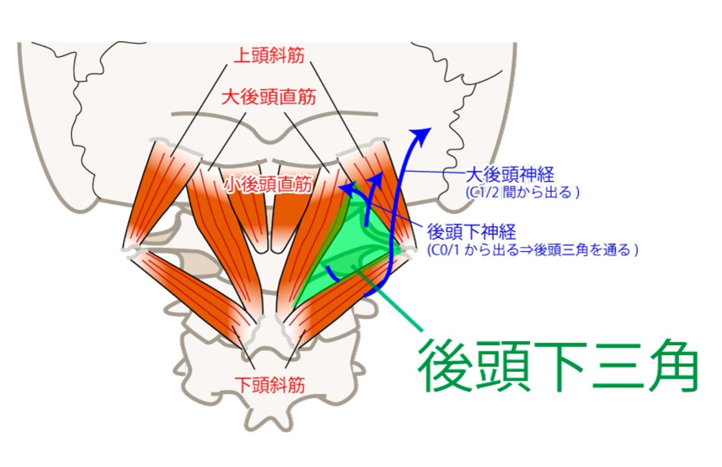 头后小直肌图片图片