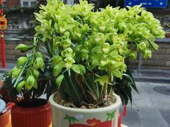 -溪岸路花鸟市场