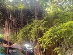-呀路古热带植物园