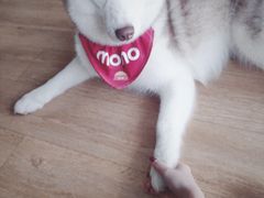 -Husky Go! 哈士奇体验馆·宠物咖啡厅狗咖