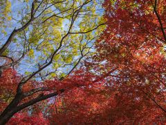 -武汉大学-樱园