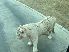 -北京野生动物园