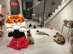 -猫儿山۰猫主题餐厅