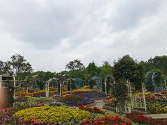 -都江堰玫瑰花溪谷