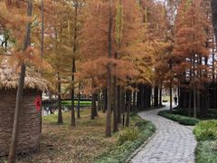 -溱湖国家湿地公园