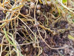 -解家河南菜(商鼎路店)