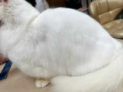 -鑫艺宠物美容培训学校