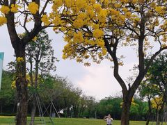 -深圳人才公园