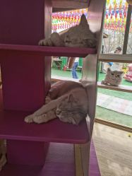 -萌宠亲子动物乐园(槐房万达店)