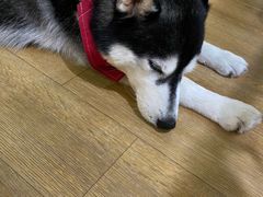 -Husky Go! 哈士奇体验馆·宠物咖啡厅狗咖