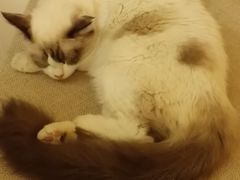 -猫色咖啡·猫咖