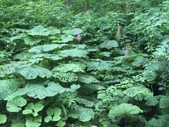 -龙峪湾国家森林公园