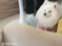 -怪兽屋·羊驼·猫咖·狗咖(俊华广场店)