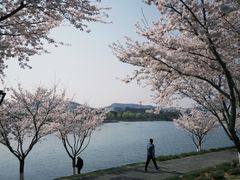 -羊山湖公园