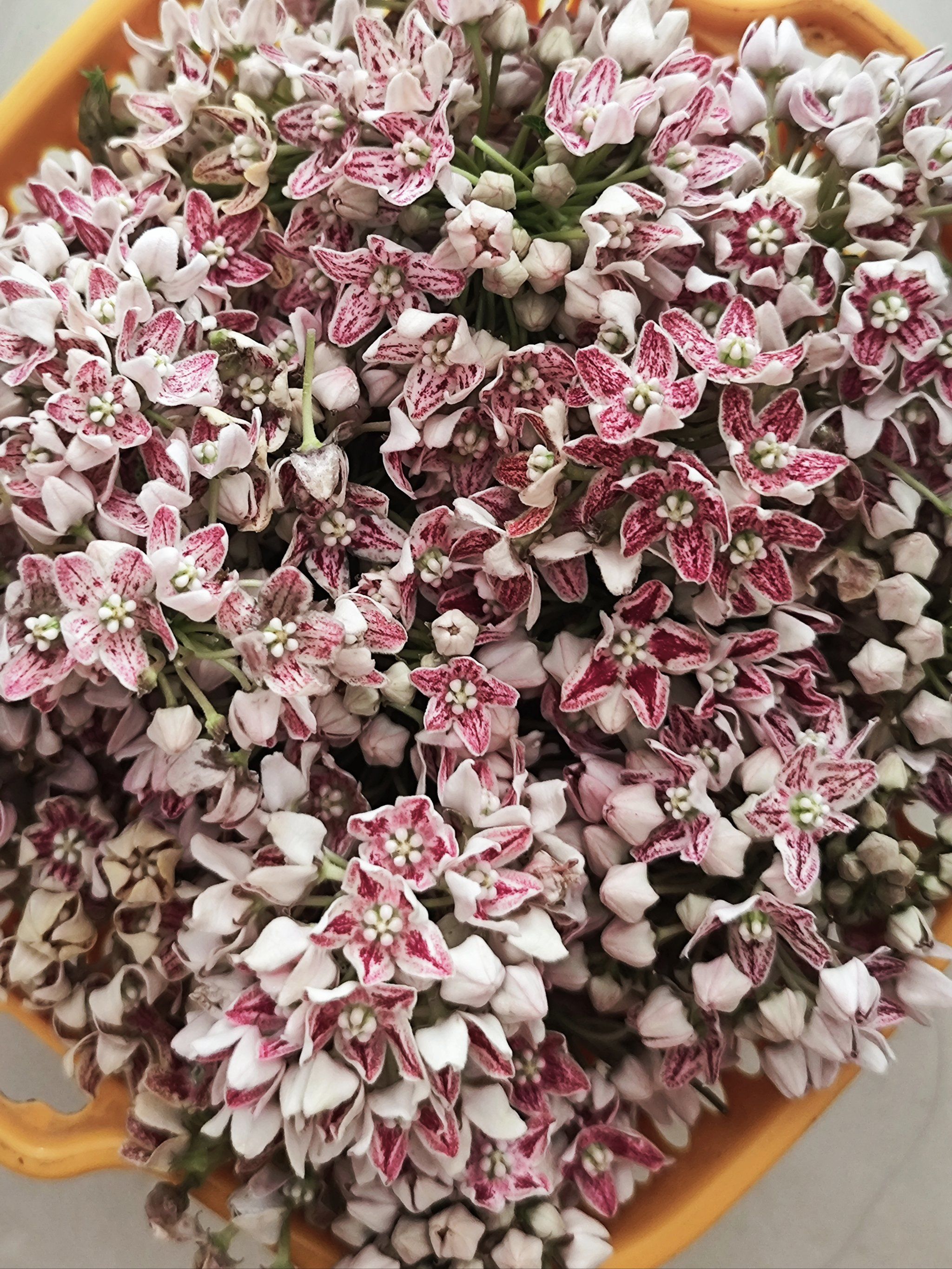 季节限定,奶浆花