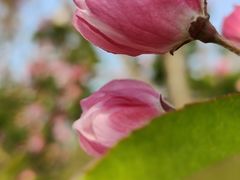 -海棠花溪(元大都城垣遗址公园)