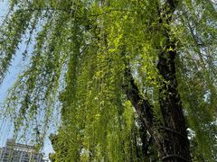 -西北湖绿化广场