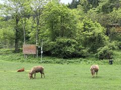 -武陵山森林公园