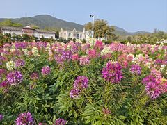 -玫瑰海岸文化旅游度假区