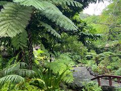 -深圳仙湖植物园