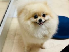 -小团圆糖水铺(襄阳南路店)