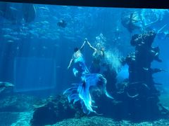 -海棠湾洲际-涛·海底餐厅·美人鱼·自助餐·海底隧道